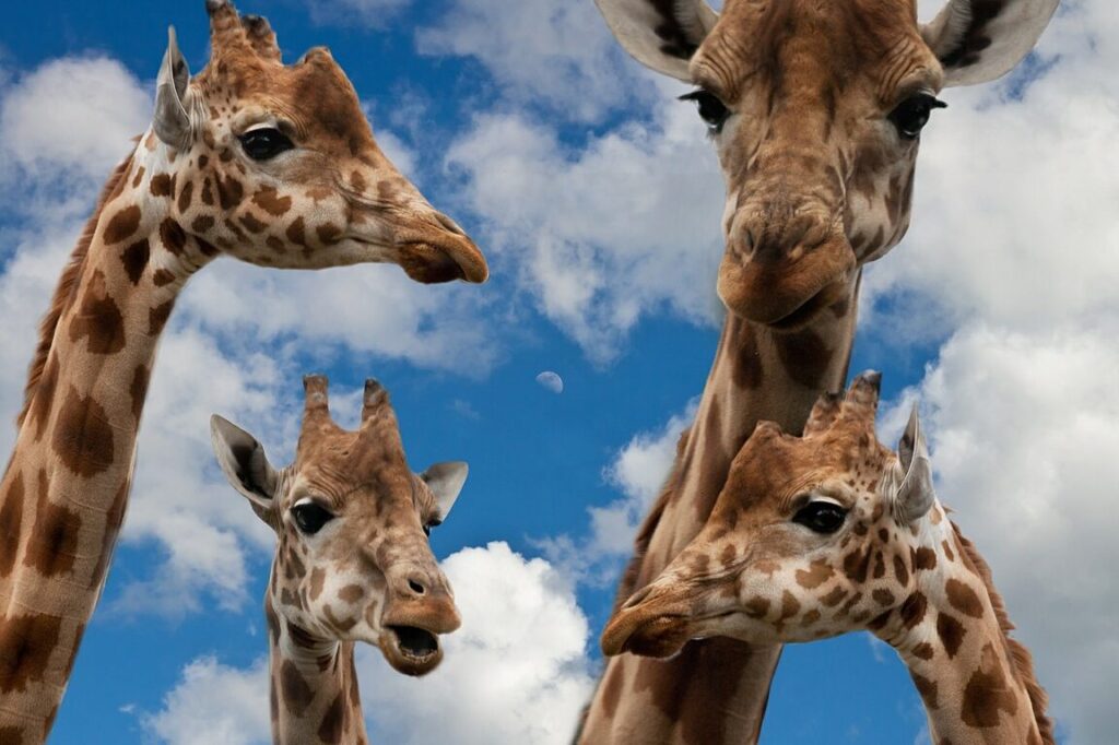 ¿Cómo los animales se comunican a través de sonidos infrasónicos? 1 como los animales se comunican a traves de sonidos infrasonicos